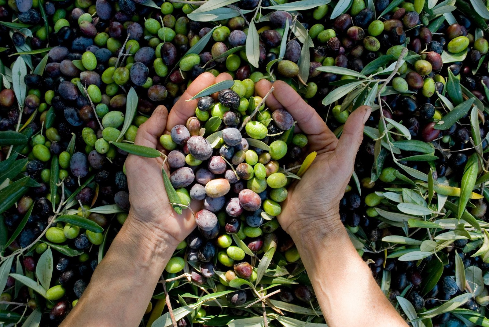 Manos con aceitunas recién cosechadas, Verde Olivo